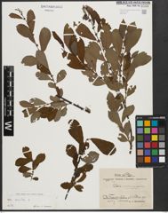 Foto von Salix aurita L.